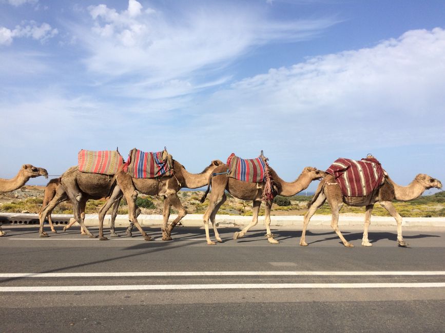 A caravan of camels with colorful blankets crossing a road under a bright blue sky in Tanger, Morocco.